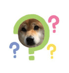 柴犬のあんちゃんです（個別スタンプ：12）