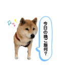 柴犬のあんちゃんです（個別スタンプ：14）