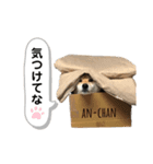 柴犬のあんちゃんです（個別スタンプ：17）