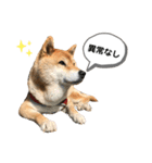 柴犬のあんちゃんです（個別スタンプ：20）