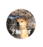 田中なつ（個別スタンプ：1）