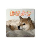 田中なつ（個別スタンプ：2）