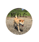 田中なつ（個別スタンプ：11）