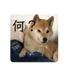 田中なつ（個別スタンプ：12）