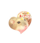 ハムハムちゃんのスタンプ（個別スタンプ：1）