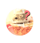 ハムハムちゃんのスタンプ（個別スタンプ：5）