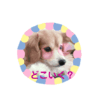 しょうのペット（個別スタンプ：4）