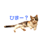 しょうのペット（個別スタンプ：5）