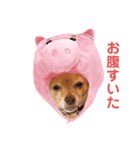 しょうのペット（個別スタンプ：6）