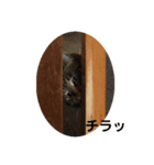しょうのペット（個別スタンプ：7）