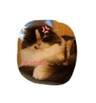 色んな動物ⓒⓤⓣⓔ♡なスタンプ（個別スタンプ：3）