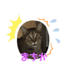 フゥちゃんの日常スタンプ（個別スタンプ：2）