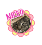 フゥちゃんの日常スタンプ（個別スタンプ：3）