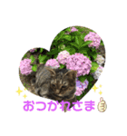 フゥちゃんの日常スタンプ（個別スタンプ：5）