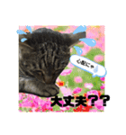 フゥちゃんの日常スタンプ（個別スタンプ：13）