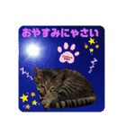 フゥちゃんの日常スタンプ（個別スタンプ：14）