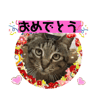 フゥちゃんの日常スタンプ（個別スタンプ：20）