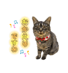モフモフたち♡（個別スタンプ：7）