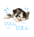 モフモフたち♡（個別スタンプ：18）
