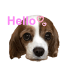 キャバリア（Kate）のスタンプ（個別スタンプ：1）
