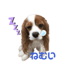 キャバリア（Kate）のスタンプ（個別スタンプ：4）
