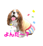 キャバリア（Kate）のスタンプ（個別スタンプ：5）