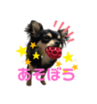 チワワのソラくんスタンプ（個別スタンプ：8）