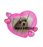 チワワのるき❤️スタンプ（個別スタンプ：5）