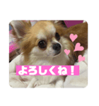 チワワのるき❤️スタンプ（個別スタンプ：7）