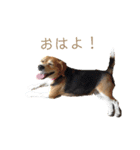 ベルちゃんとリュウくん（個別スタンプ：1）