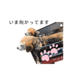 ベルちゃんとリュウくん（個別スタンプ：3）