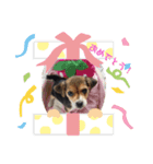 ベルちゃんとリュウくん（個別スタンプ：7）