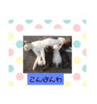わさびのスタンプその2（個別スタンプ：3）