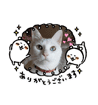 わさびのスタンプその2（個別スタンプ：5）