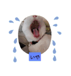 わさびのスタンプその2（個別スタンプ：8）