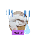 わさびのスタンプその2（個別スタンプ：9）