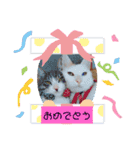 わさびのスタンプその2（個別スタンプ：11）