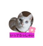 わさびのスタンプその2（個別スタンプ：12）