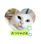 わさびのスタンプその2（個別スタンプ：13）