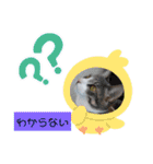 わさびのスタンプその2（個別スタンプ：14）