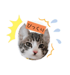 わさびのスタンプその2（個別スタンプ：15）