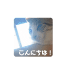 我が家の犬猫のご尊顔を拝めるスタンプ（個別スタンプ：2）