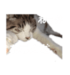 我が家の犬猫のご尊顔を拝めるスタンプ（個別スタンプ：4）