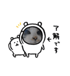 我が家の犬猫のご尊顔を拝めるスタンプ（個別スタンプ：6）
