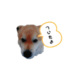 我が家の犬猫のご尊顔を拝めるスタンプ（個別スタンプ：19）