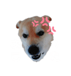 我が家の犬猫のご尊顔を拝めるスタンプ（個別スタンプ：21）