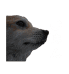 我が家の犬猫のご尊顔を拝めるスタンプ（個別スタンプ：23）