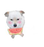 我が家の犬猫のご尊顔を拝めるスタンプ（個別スタンプ：24）