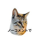かとけい（個別スタンプ：3）