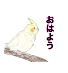 ぱいんちゃんです（個別スタンプ：8）